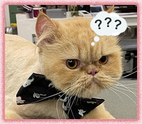 Frequently Asked Questions