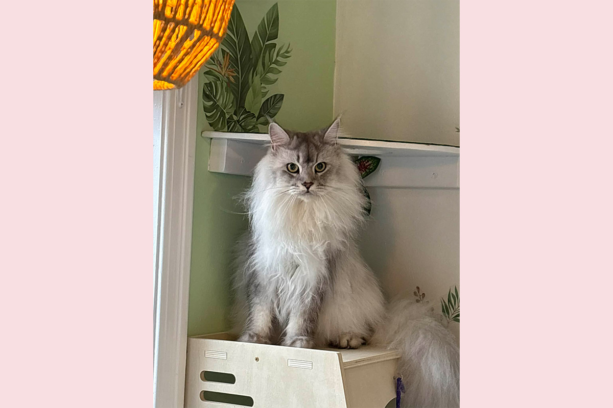 Happy Cat in Jungle Room