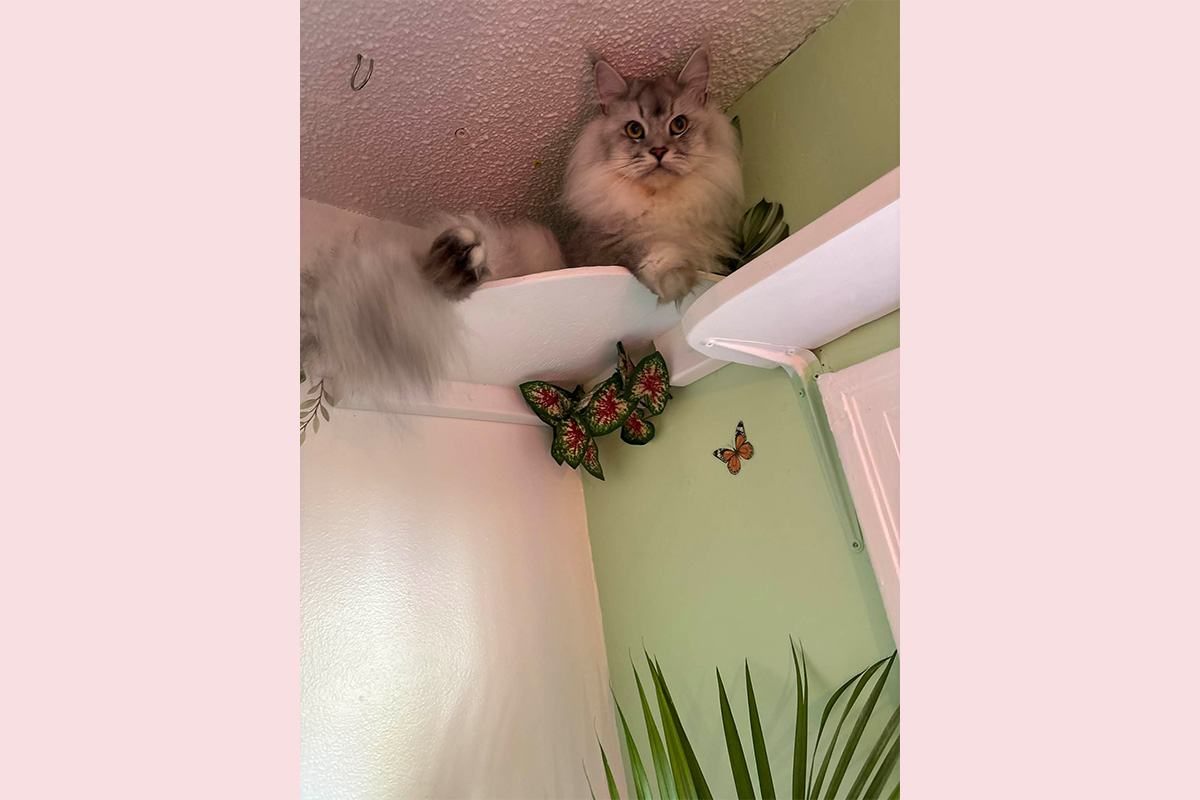 Happy Cat in Jungle Room