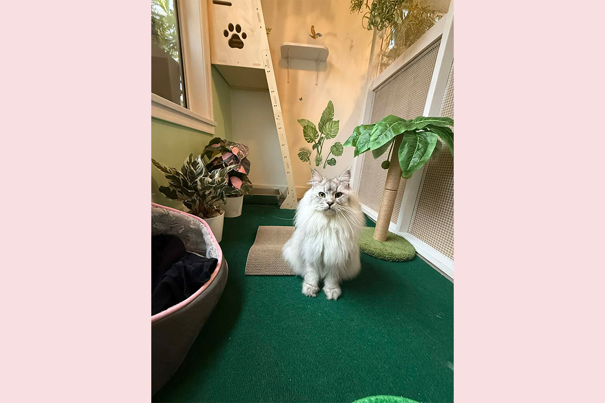 Happy Cat in Jungle Room