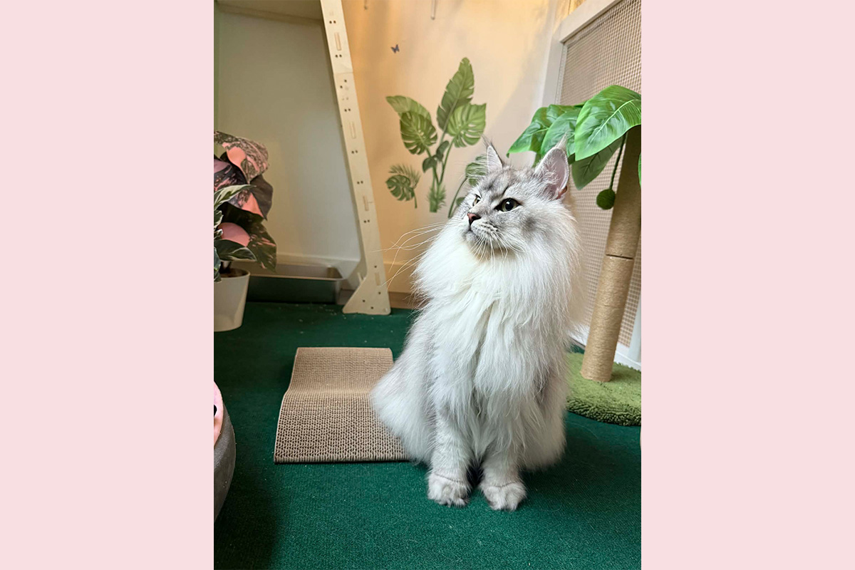 Happy Cat in Jungle Room