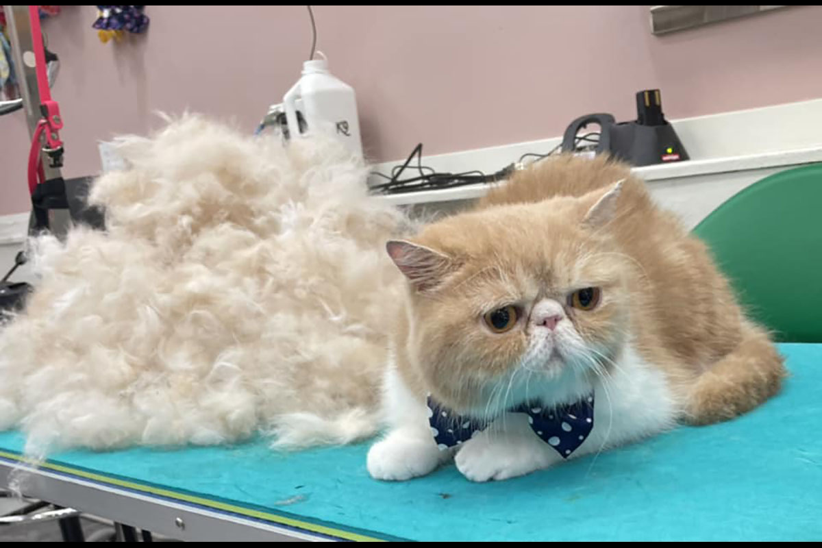 Grumpy Orange After with pile