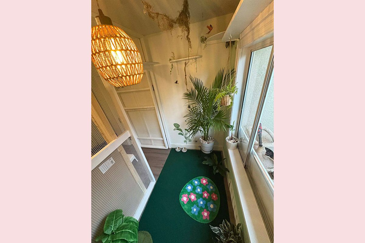 Cat Boarding Jungle Room