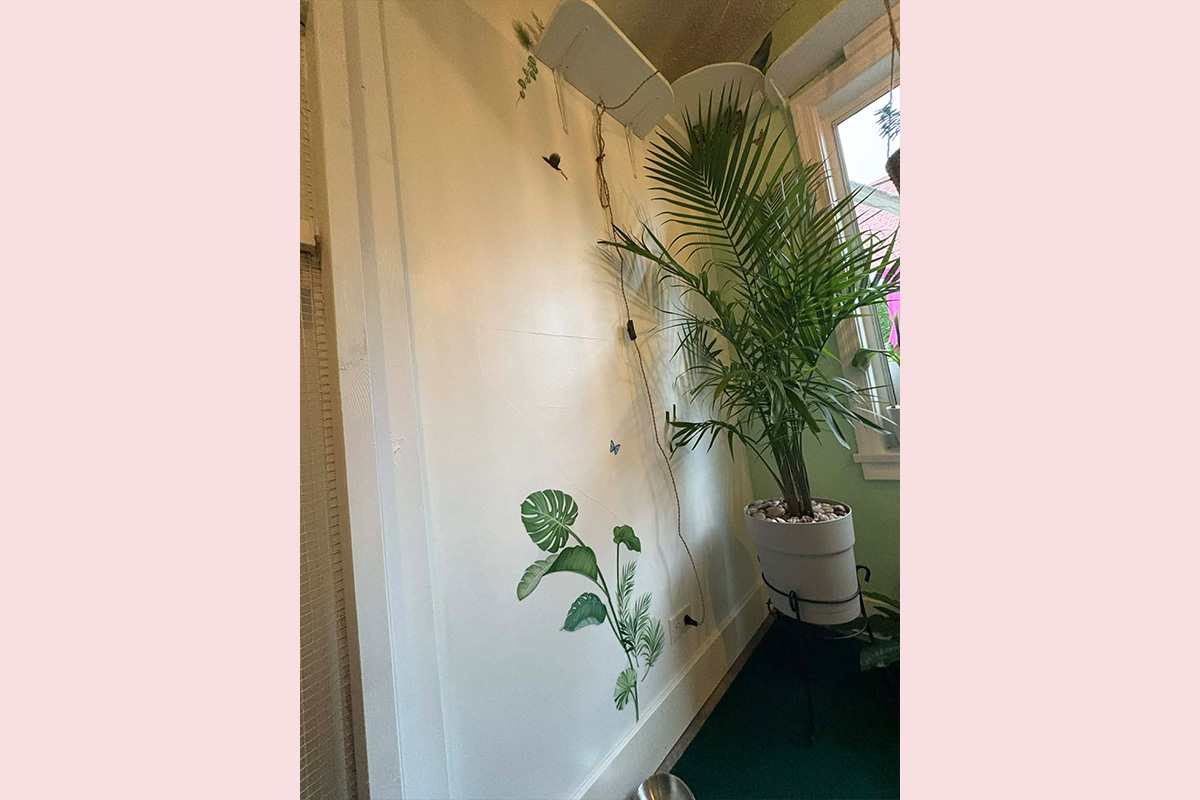 Cat Boarding Jungle Room