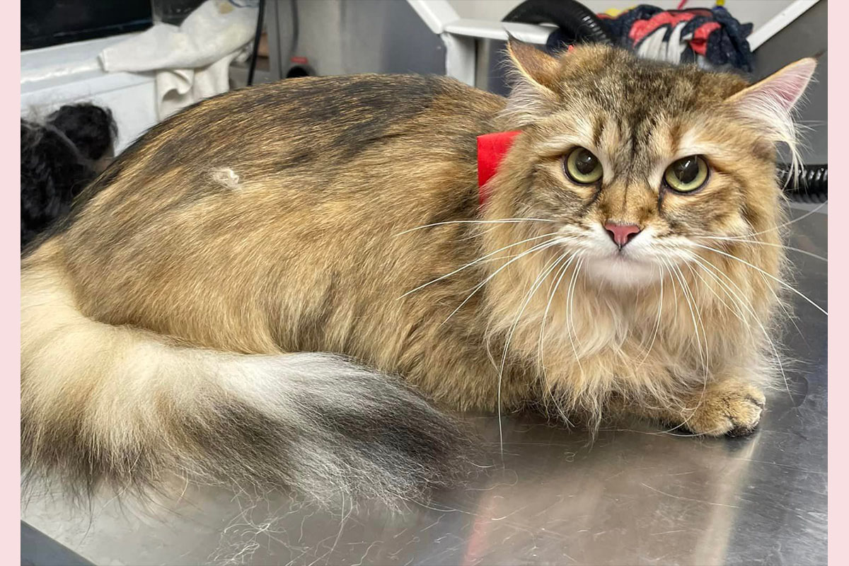 Beautiful Tabby after grooming