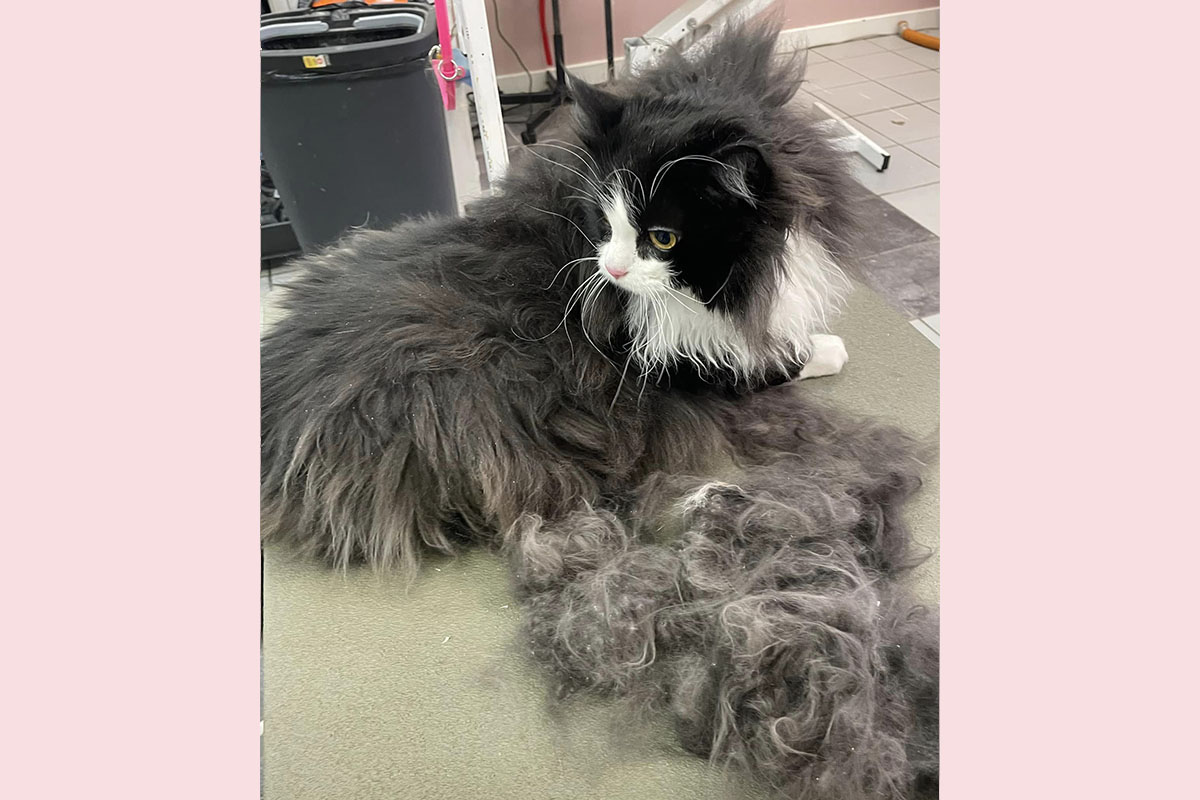 Black and White During Grooming